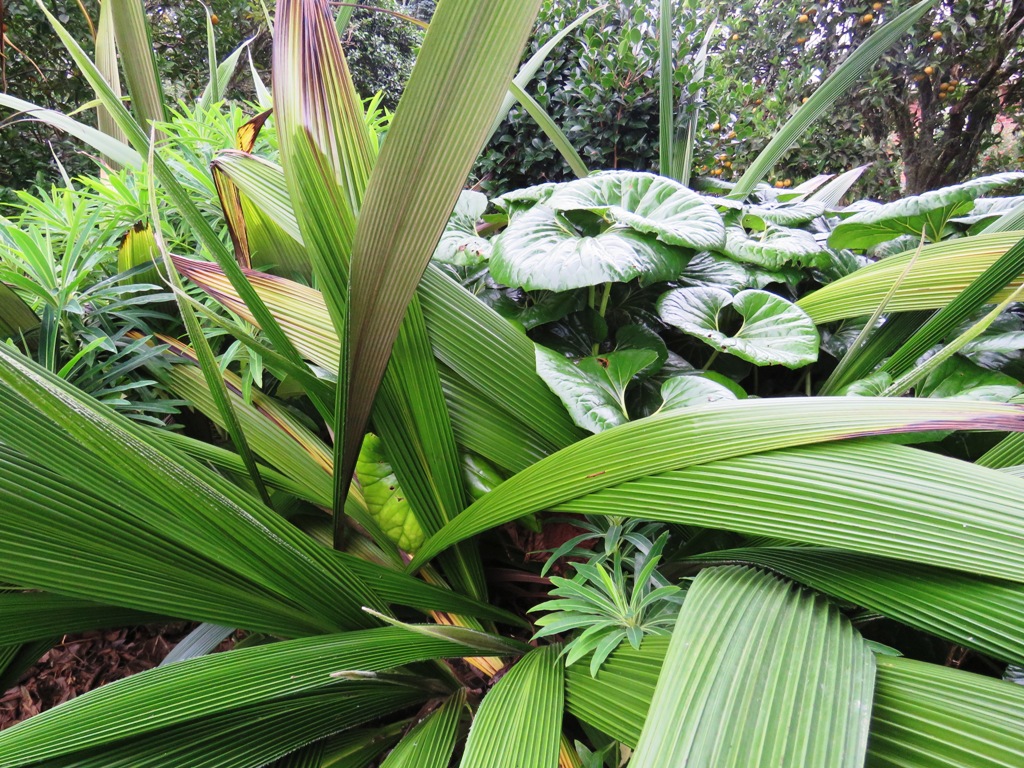 Curculigo, euphorbia and Ligularia reniformis, lush enough to pretend to be tropical and low maintenance 