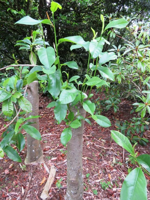 Well established michelia hybrids respond to hard pruning with abundant fresh growth 