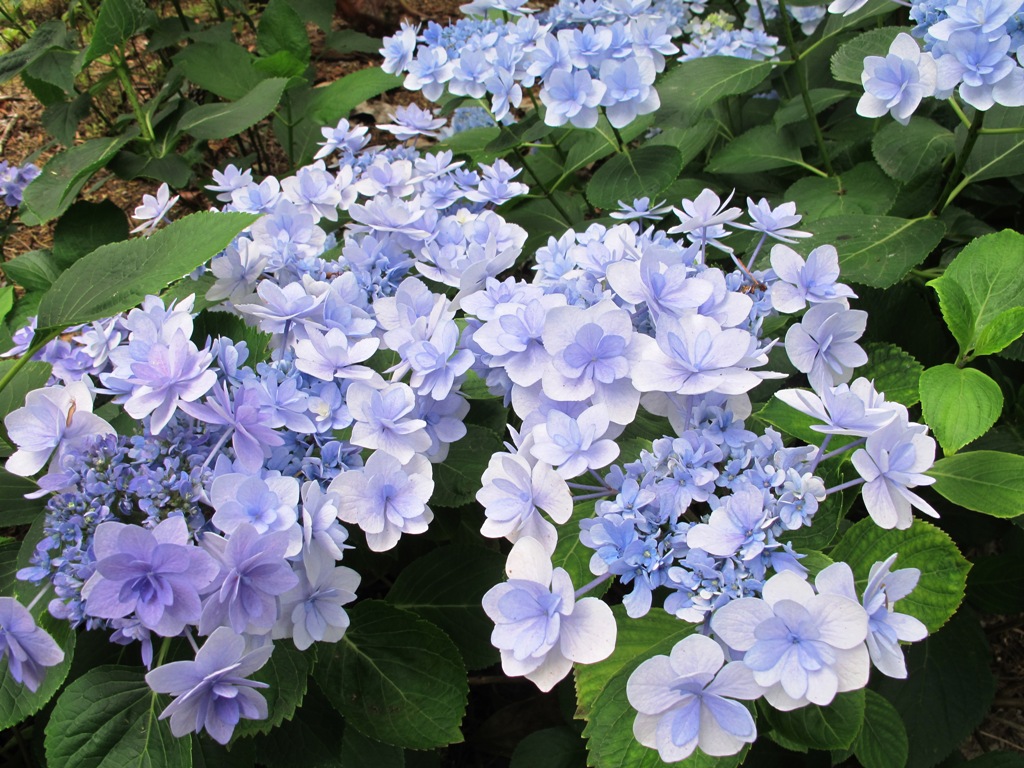 Simple pleasures – hydrangeas in summer – Tikorangi The Jury Garden