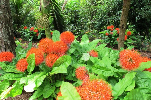 Scadoxus multiflorus ssp katherinae, beneath a canopy of rimu, pine and nikau 