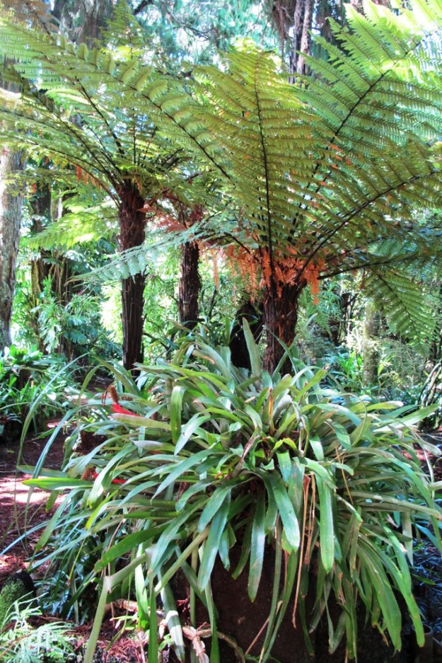 Again, building up beds beneath the rimu trees, using ponga logs in this case that have already lasted decades 