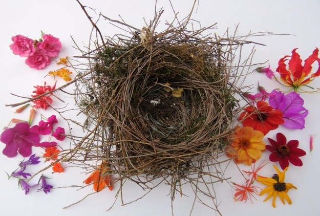 A random tui nest found yesterday 