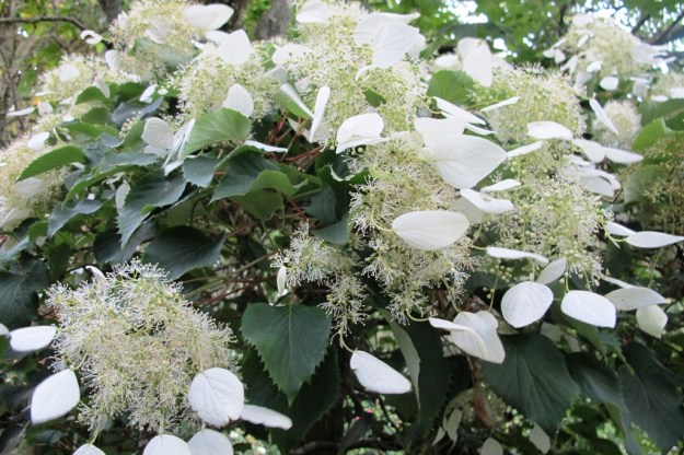 We prefer Schizophragma hydrangeoides to the climbing Hydrangea petiolaris
