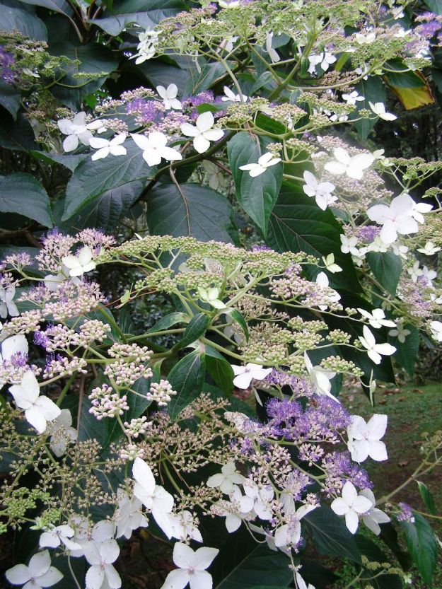The magnificent tree hydrangea, probably a form of H. aspera