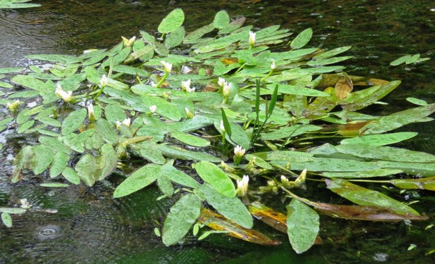 Cape Pond Weed