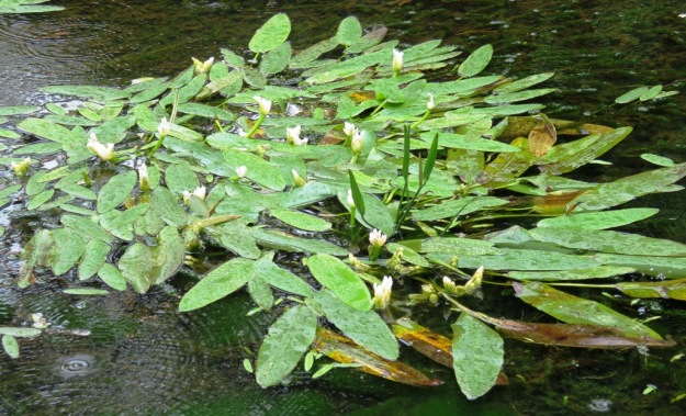 Cape Pond Weed 
