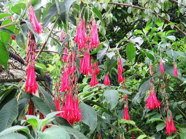 Fuchsia boliviana performs TOO enthusiastically in our climate 