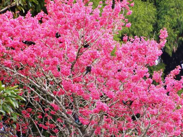 Prunus campanulata filled with tui