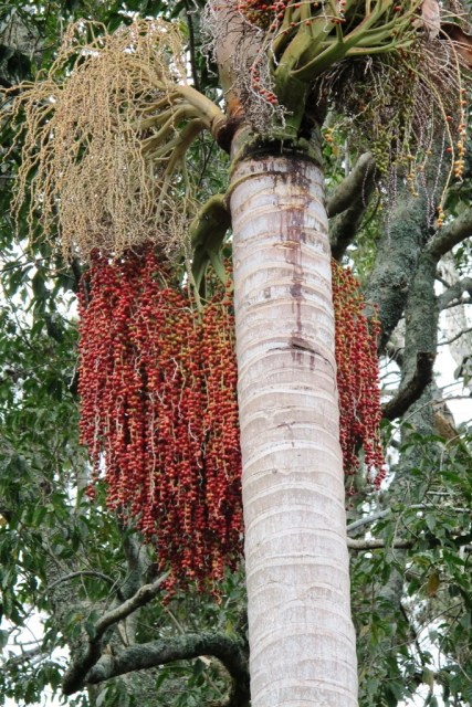 About the bangalow palm's seeding ways...