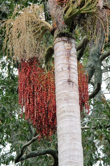 About the bangalow palm's seeding ways... 