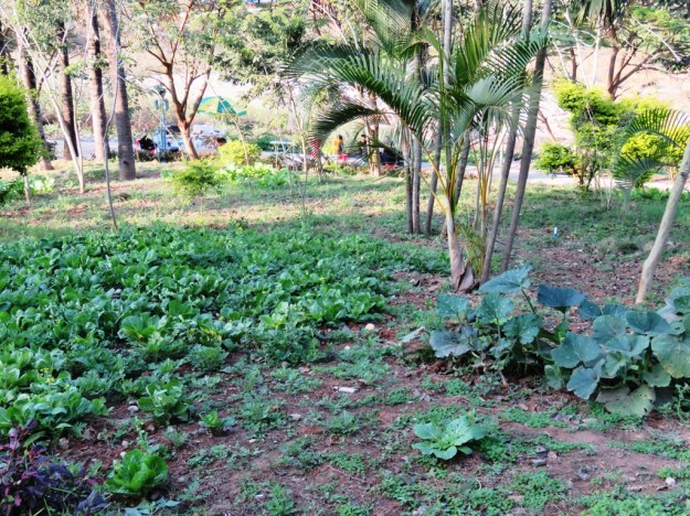 Crops growing on a very domestic scale on what appeared to be public land alongside the Mekong River 