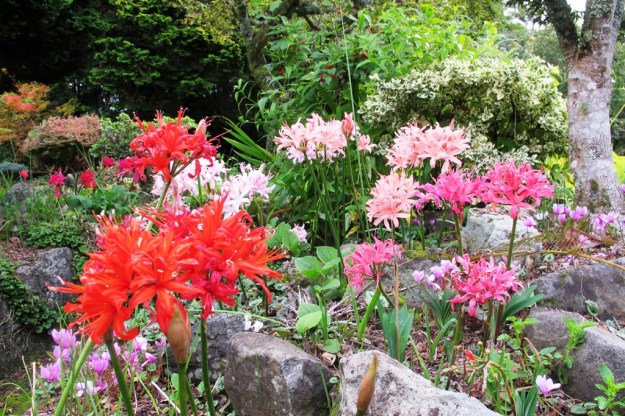 Nerine sarniensis hybrids blooming in the rockery 