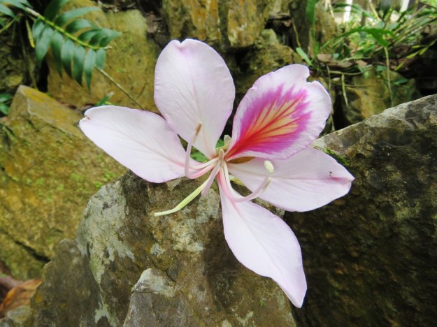 bauhinia (1)