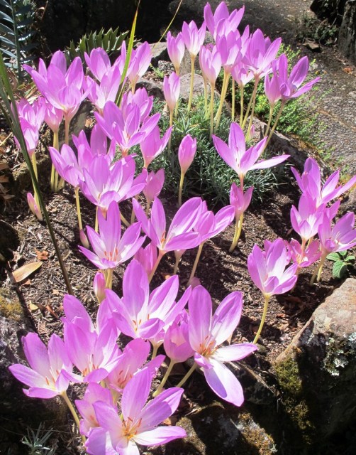 Colchicum autumnale 
