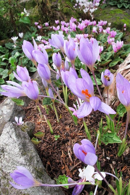 Autumn crocus (species unknown) with cyclamen hederafolium 