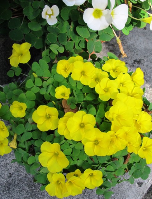 O. luteola and purpurea 'Alba' 