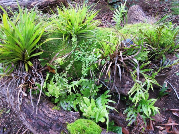 A naturally developing ecological haven on fallen poplar logs