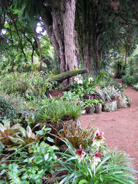 Our Rimu Avenue with its informal raised beds which are essentially a stumpery