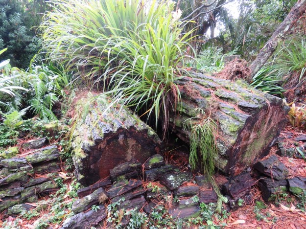 Allowing nature to create a stumpery – two pine logs left where they fell