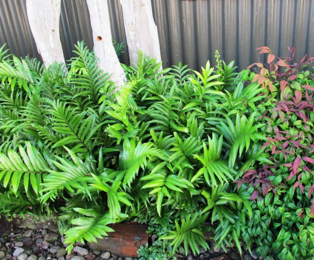 A small stumpery (or stumpette) in a narrow, shaded border in Pat and Brian Woods garden in Waitara