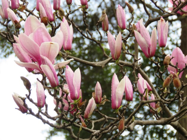 No yellow denudata image - just soulangeanas at Kunming Botanic Gardens 