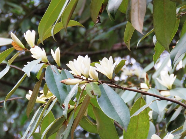 Random michelia at Kunming. Not, as suggested, M. laevifolia, I think. 