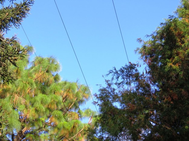 Pinus montezumae has had a reprieve from its death sentence 