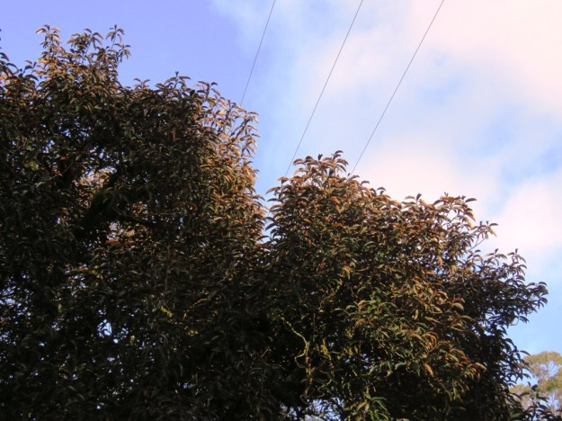Michelia doltsopa 'Rusty' reaching into the wires
