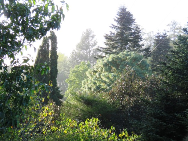 The wretched power lines draped across our park 