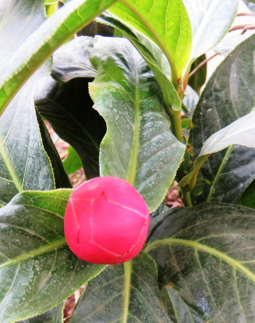 Camellia amplexicaulis in bud 