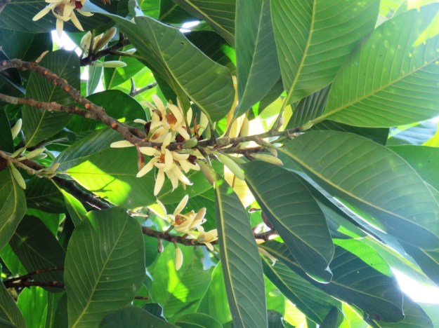 Tropical Magnolia balansae