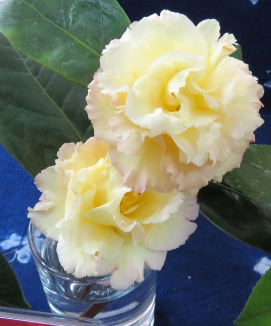 The Best in Show award went to a yellow hybrid