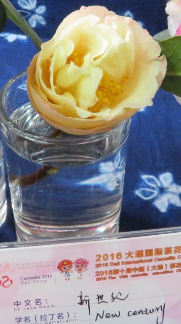 ‘New Century’ shows good colour but it was not possible to tell if the bloom opens more than this specimen in the show