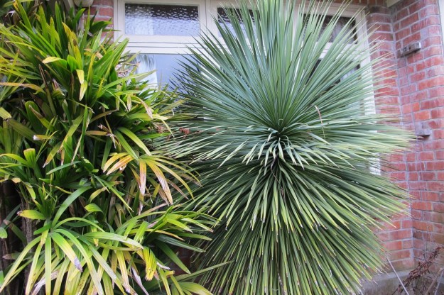 Yucca whipplei did at least give total privacy from garden visitors when sitting indoors 