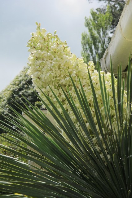 After more than 25 years, it flowered 