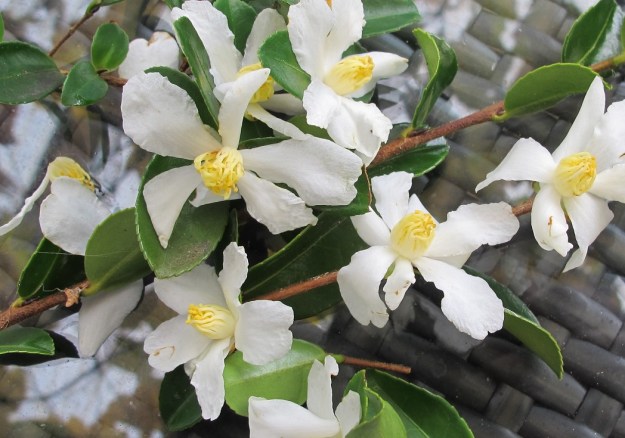 Camellia brevistyla 
