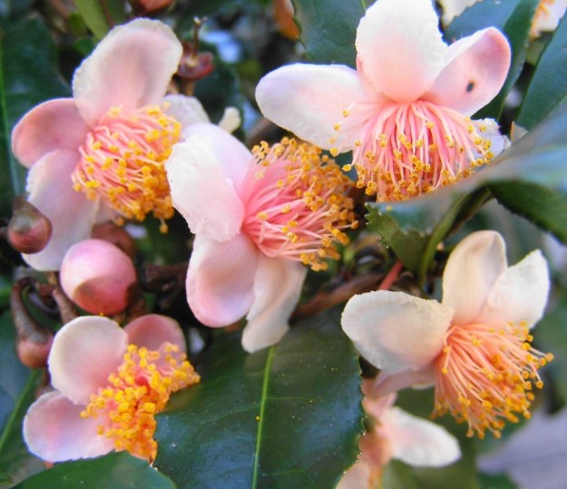 Pink form of C. sinensis 