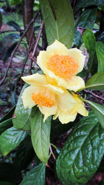 C. chuongtsoensis (photo by Tony Barnes) 