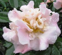 Camellia High Fragrance  (photo by Tony Barnes) 