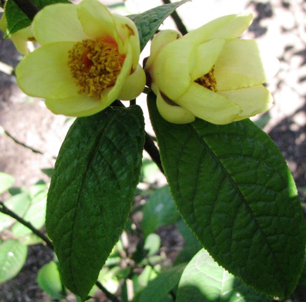 C. impressinervis (photo by Tony Barnes) 