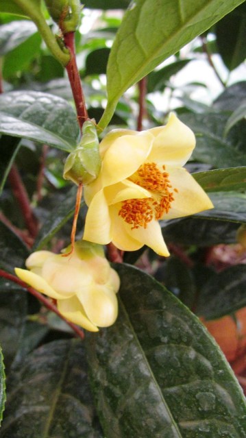 C. longzhouensis (photo by Tony Barnes) 