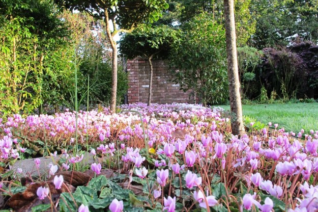 Cyclamen hederafolium