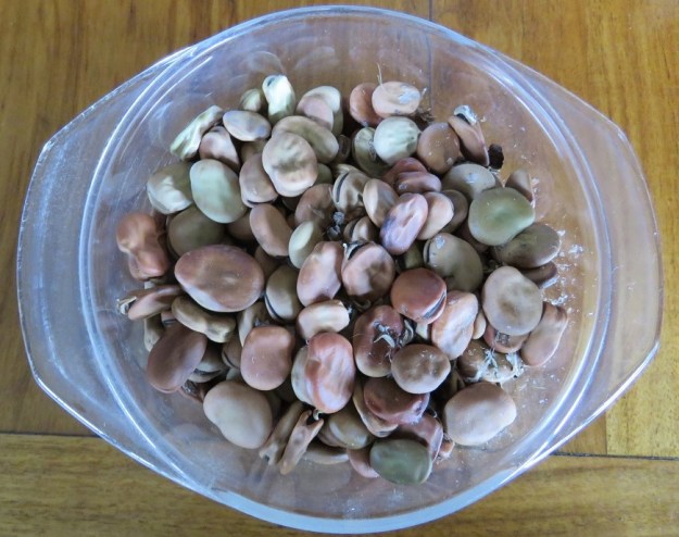 Fava beans (dried broad beans)