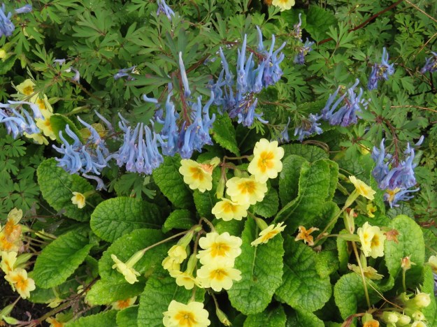 I like the yellow polyanthus with blue corydalis but the polyanthus need relatively frequent lifting and dividing to stay looking good 