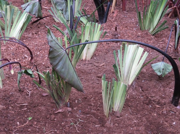 January 27 this year 