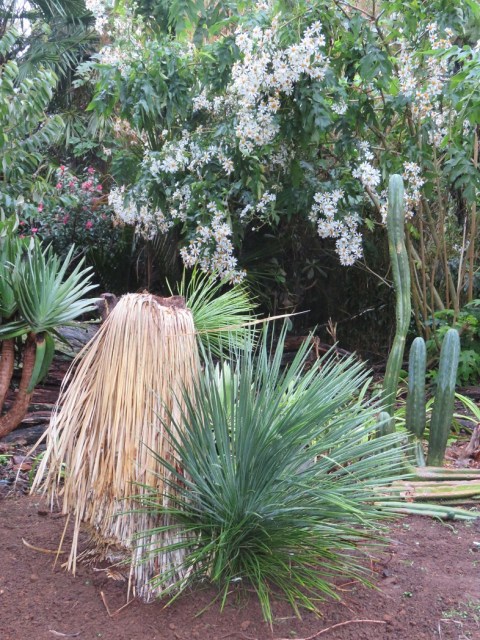 Yuccan whipplei in its 'forever home" 