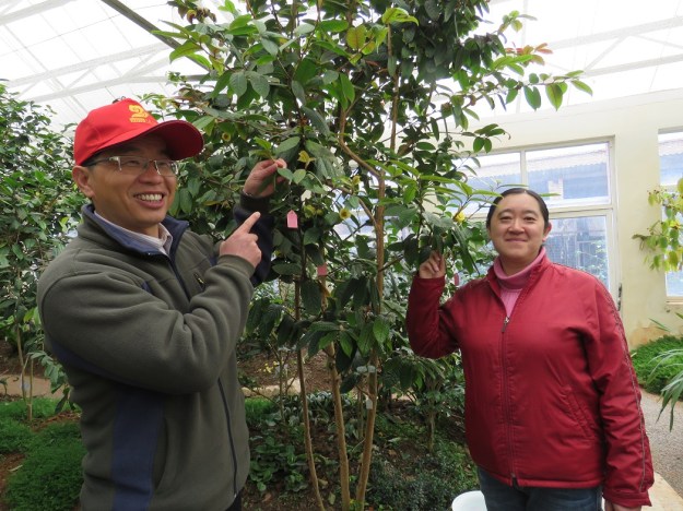 Shen Yunguang is responsible for managing the covered house that contains the yellow camellia species at Kunming Botanic Gardens, where it is too cold to grow them outdoors. While it appears more usual to use the yellow species as the pollen donor, she is also trying to cross using them as seed setter. The hanging pink labels mark her crosses. To the left is Professor Wang Zhonglang from Kunming Botanical Institute 