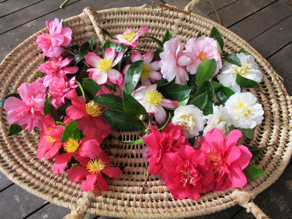 sasanqua camellias (2)