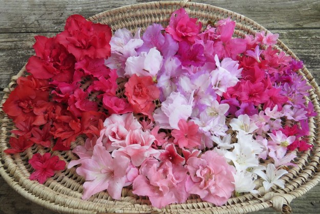 You can have any colour you like, as long as it is pink, white, red, lilac or coral