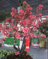 The $2000 azalea bonsai, spotted in Foshan, China